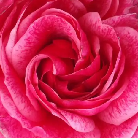 Comanda trandafiri online - Roz - trandafir pentru straturi Floribunda - trandafir cu parfum discret - Rosa Morden Ruby - Henry H. Marshall - ,-